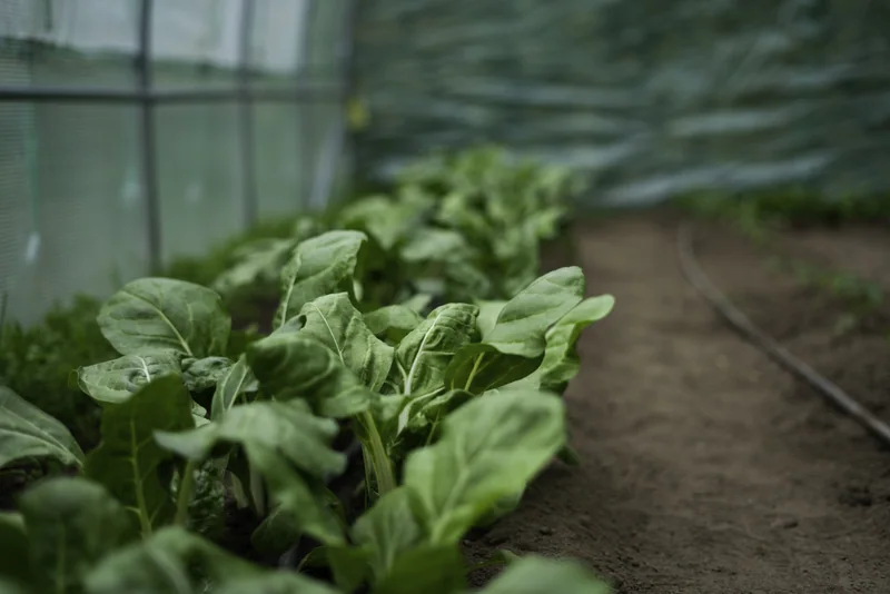Vegetable growing under greenhouse cover
