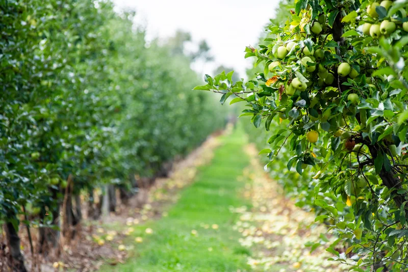 Rows of apple trees with grass between them