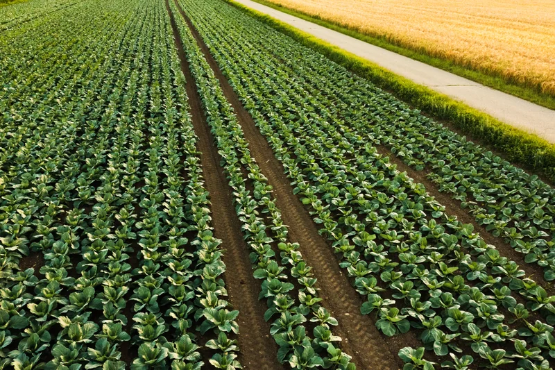 Vegetable beds in an agricultural field
